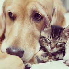 cats and dogs can be best friends