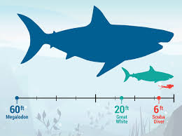 megalodon shark facts the largest