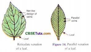 venation meaning exles and relation