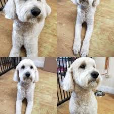(2 days ago) the price of dog grooming starts around $40 for a full grooming service for a small dog, and around $75 for a large. Best Cheap Dog Grooming Near Me June 2021 Find Nearby Cheap Dog Grooming Reviews Yelp