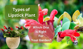 types of lipstick plant which one is