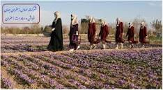 نتیجه تصویری برای خرید زعفران از کشاورز