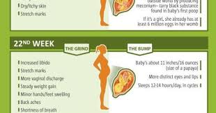 Pregnancy Week By Week Chartliked On Pinterest Pregnancy