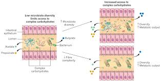 t microbiota interactions as