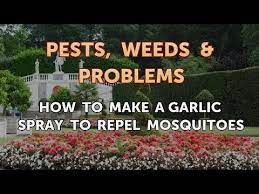 garlic spray to repel mosquitoes