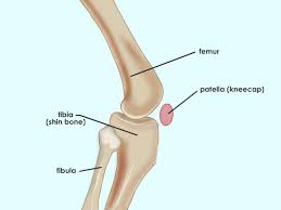 Three muscles in the anterior compartment of the leg act to dorsiflex and invert the foot at the ankle joint. Your Muscles For Kids Nemours Kidshealth