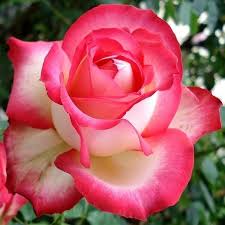 Giallo - Rosso - Rose Ibridi di Tea - Rosa intensamente profumata - Neue  Revue® - Shop Rose - - Nostri prodotti » Rose Ibridi di Tea - PharmaRosa®