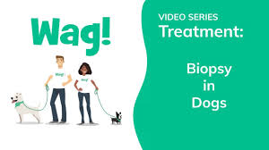 biopsy in dogs conditions treated
