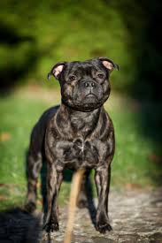 Документы ркф / documents fci. Staffordshire Bull Terrier