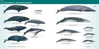 Encyclopedia Of Whales Dolphins And Porpoises Erich Hoyt