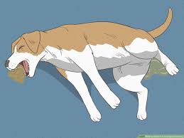how to know if your dog is dreaming 7