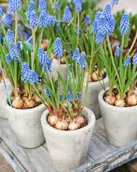 With bulbs planted in your garden, this central shoot forms after flowers fade. 21 Different Types Of Flower Bulbs Home Stratosphere