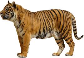 tiger png transpa images png all