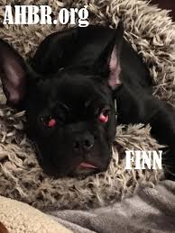French breeders sought to consistently produce the erect bat ears, much to the chagrin of english breeders. Almost Home Bulldog Rescue Inc Home Facebook