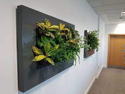 Wall Plants For Offices Plantcare