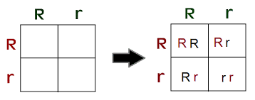 Image result for punnett square practice