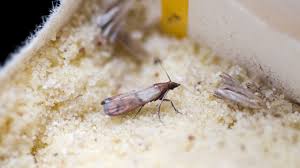 how to control a pantry moth infestation