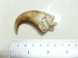 very rare tiger claw real nail from