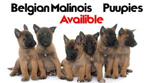 the cutest belgian malinois puppies