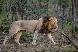 Image result for male lion