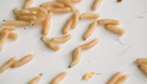 how to get rid of maggots in car in 3