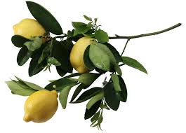 meyer lemon have dark spots