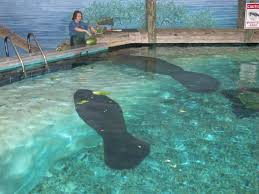 Manatee feeding - Picture of Bishop Museum Of Science And Nature, Bradenton  - Tripadvisor