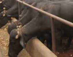 Buffalo Dairy Farm Project Report 4 Buffaloes Business Plan