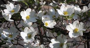 How to prune redosier dogwood. North Carolina State Flower The Flowering Dogwood Proflowers Blog