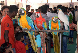 mumbai exotic parrots enthrall