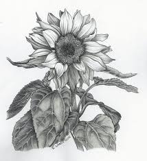 Kanvas lukis sketsa bunga matahari mewarnai ukuran 20x15cm siap pakai. 15 Gambar Sketsa Bunga Dari Pensil Yang Mudah Dibuat