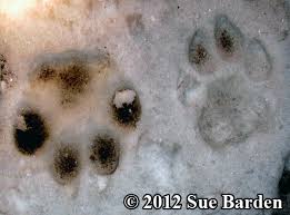 tracks mountain lion cougar