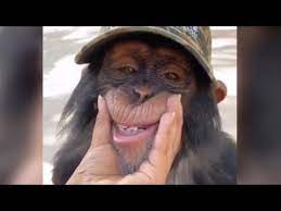 Very funny monkey face pictures funny captions 'n' monkey face pictur. Funny Monkey Videos A Funny Monkeys Compilation 2020 Youtube