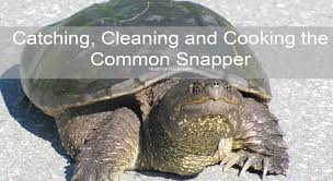 cooking the common snapping turtle