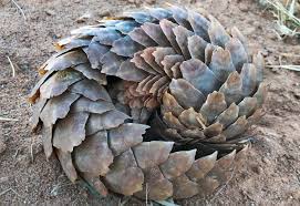Like their fellow armored mammals, armadillos, pangolins can roll themselves up into a. Pangolin Day 2021 The Continuing Threat Of Pangolin Trafficking