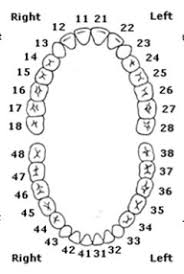 Human Dental Teeth Numbering System 3 Types Costa Rica