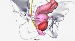 Vagina, cervix, uterus, fallopian tubes, ovaries. Female Internal Genital Organs Women S Health Issues Merck Manuals Consumer Version
