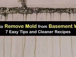 remove mold from bat walls