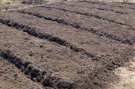 Vegetable Garden Planting Bed