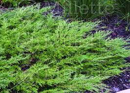 photo of juniperus calgary carpet