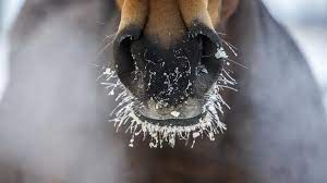 Winter Care For Horses Petmd