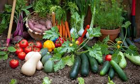 Vegetable Gardening Tips Gasper