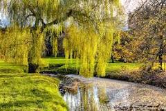 what-do-willows-symbolize