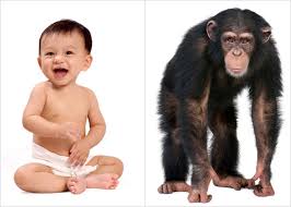 chimps and humans 99 identical dna