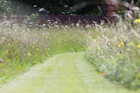 your lawn into a wildflower meadow