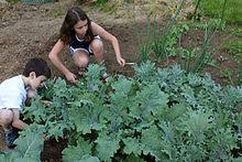 The humble profile of collard greens in america and the affinity slaves had for them have led to a misconception that africans brought them to the new. Kale Wikipedia