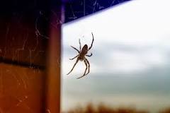 How do I permanently get rid of spiders in my house?