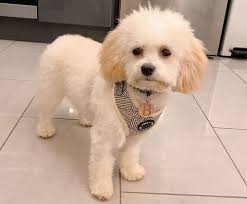 Request a gleneden puppy adoption application today! Adopt A Cavachon From Rescue Organizations And Shelter Puppies Club