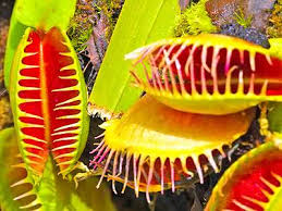 Image result for Venus Fly Trap Jigsaw Puzzle