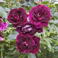 rose plants for your garden